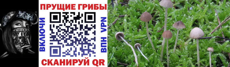 Галлюциногенные грибы Cubensis  Купить где  Туран 